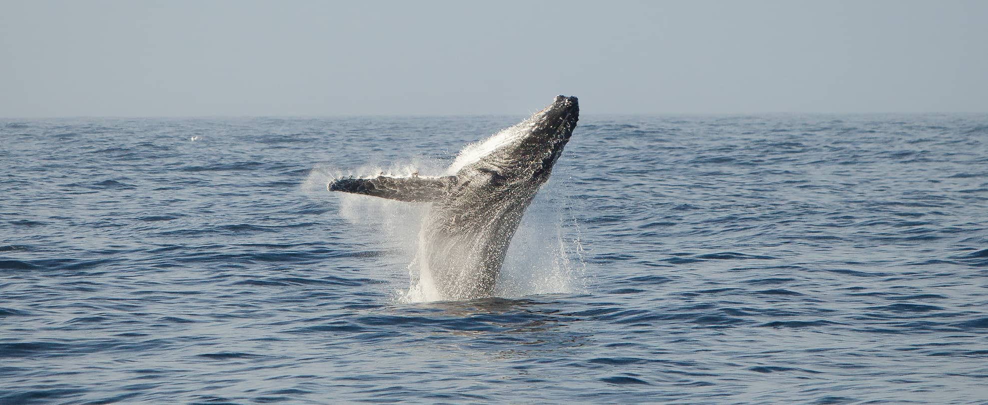 Humpback whale breaching above the water.