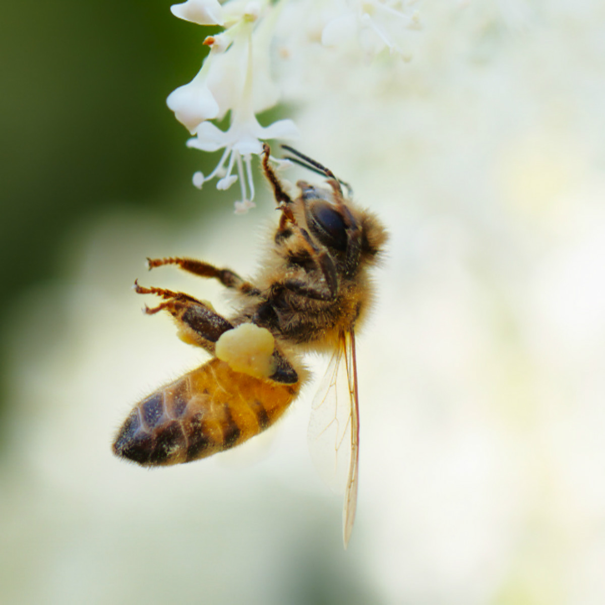 The Pollinators bee and flower