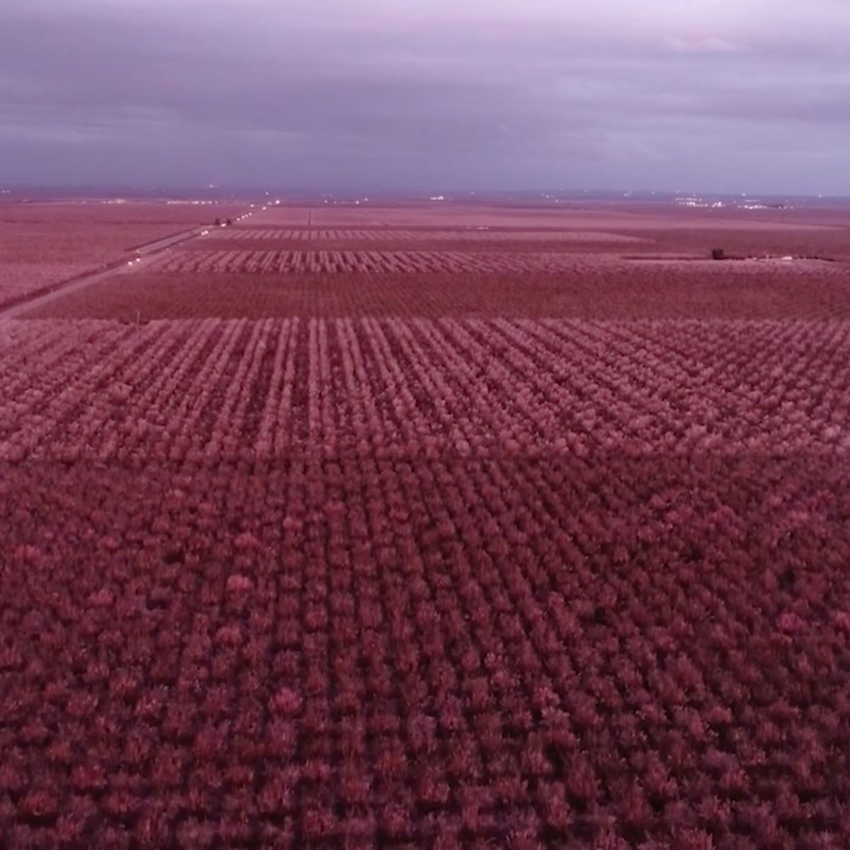 almonds fields the pollinators