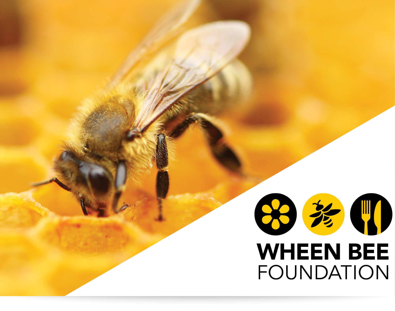 The Foyer | Demand Film partners with the Wheen Bee Foundation